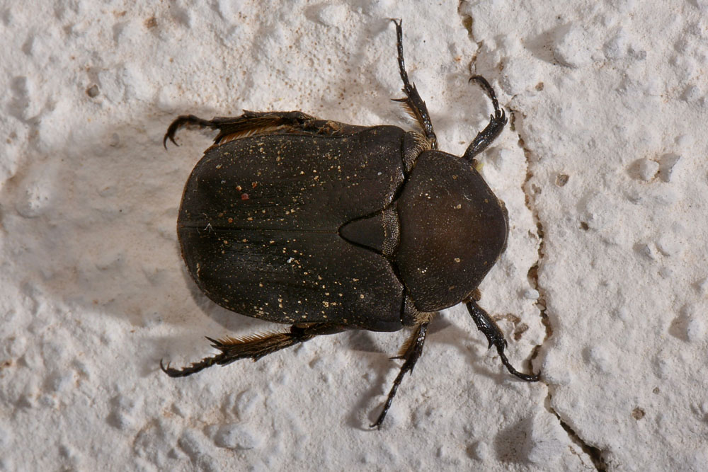 Da identificare:  Protaetia (Netocia) morio,   Cetoniidae